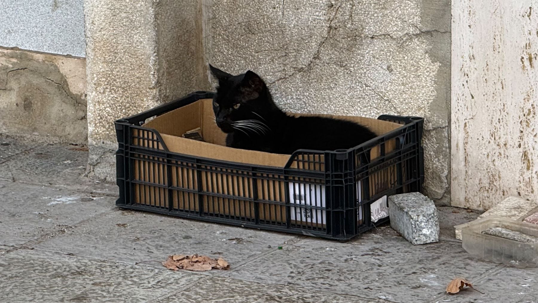 Los inmigrantes ilegales vandalizan las colonias de gatos en Ceuta: Todo ser vivo lo cazan y a la cazuela