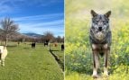 lobo ibérico madrid ganaderos