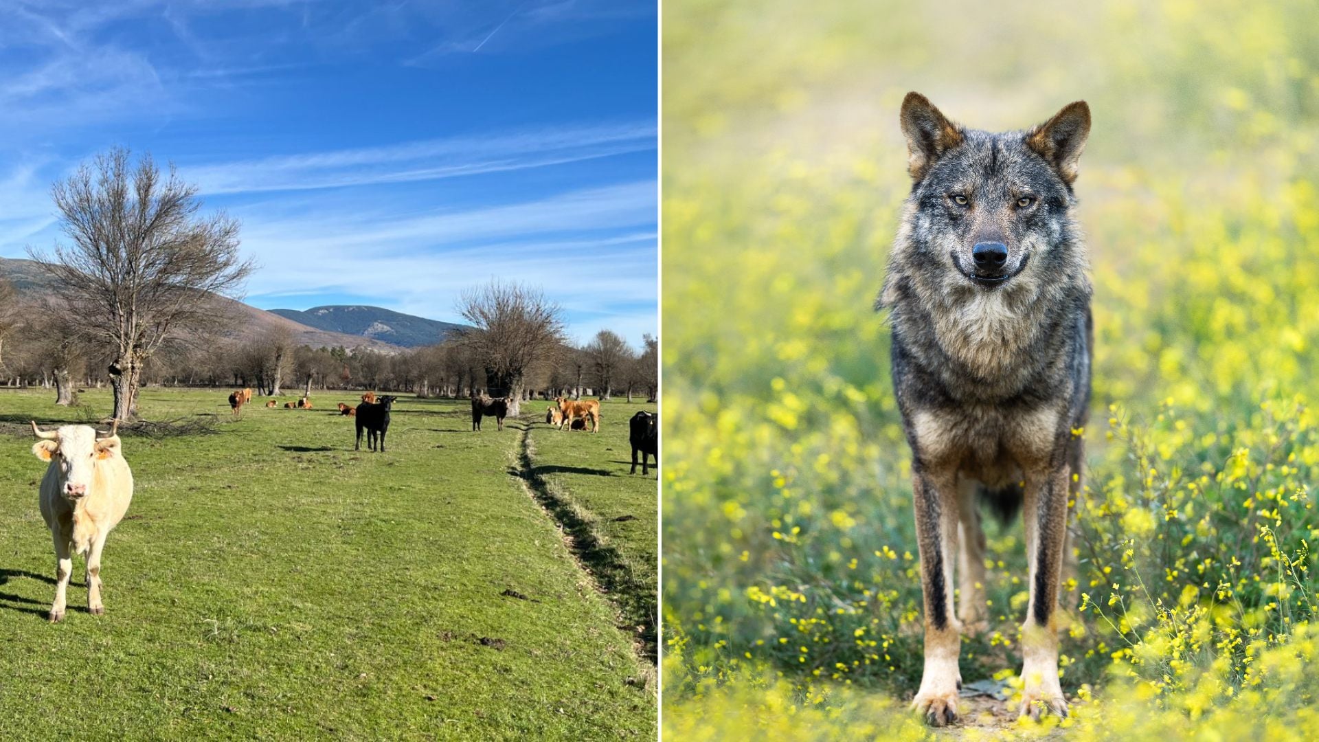 Los ataques de lobos y perros asilvestrados en la región cayeron de 398 en 2018 a 184 en 2025.