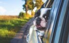 Perro ventanilla coche
