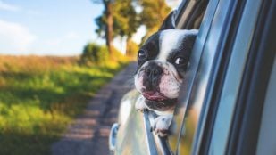 Perro ventanilla coche
