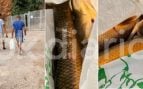 Marroquís pescan carpas (OKDIARIO)