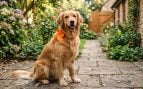 Perro, animales, mascotas