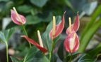 Anturios, plantas, flora, curiosidades