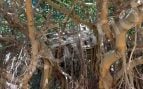 Los invasores ya construyen casetas en árboles casi centenarios que son patrimonio natural de Ceuta