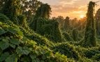 bosque, naturaleza, plantas