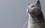 Gatito gris con pared monocromática detrás. Foto: Magnific