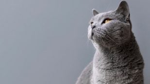 Gatito gris con pared monocromática detrás. Foto: Magnific