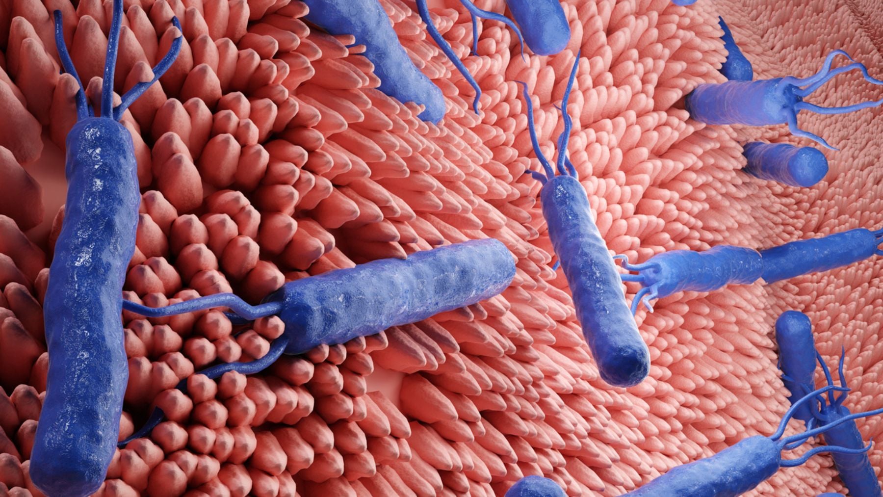 Helicobacter pylori: el enemigo silencioso que está detrás del 20% de los casos de cáncer de intestino