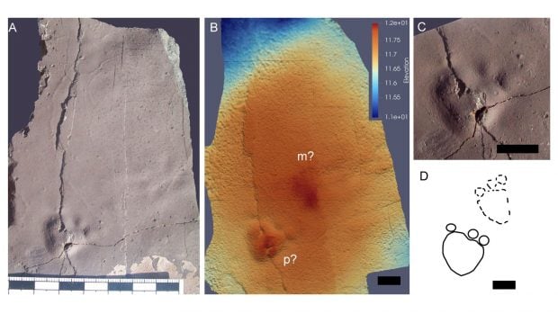 La losa T-373 con la huella f&oacute;sil hallada en la Formaci&oacute;n Fossil Hill, isla Rey Jorge (Ant&aacute;rtida). Fuente: Polar Biology / Springer Nature (2026).