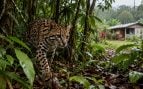 Ocelote, animales, especie