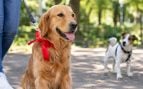 Perro, animales, mascotas