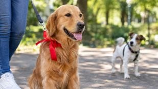 Perro, animales, mascotas