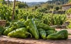 Pimientos, Arnoia, comida, alimento