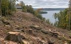 Multa por talar árboles, multa de 600.000 euros por talar árbol, tala de árboles.