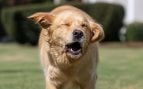 Un perro estornuda