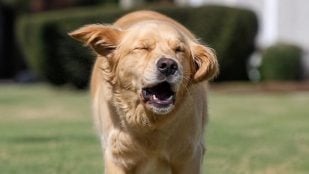 Un perro estornuda