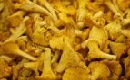 Receta de chantarelas
