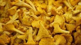 Receta de chantarelas