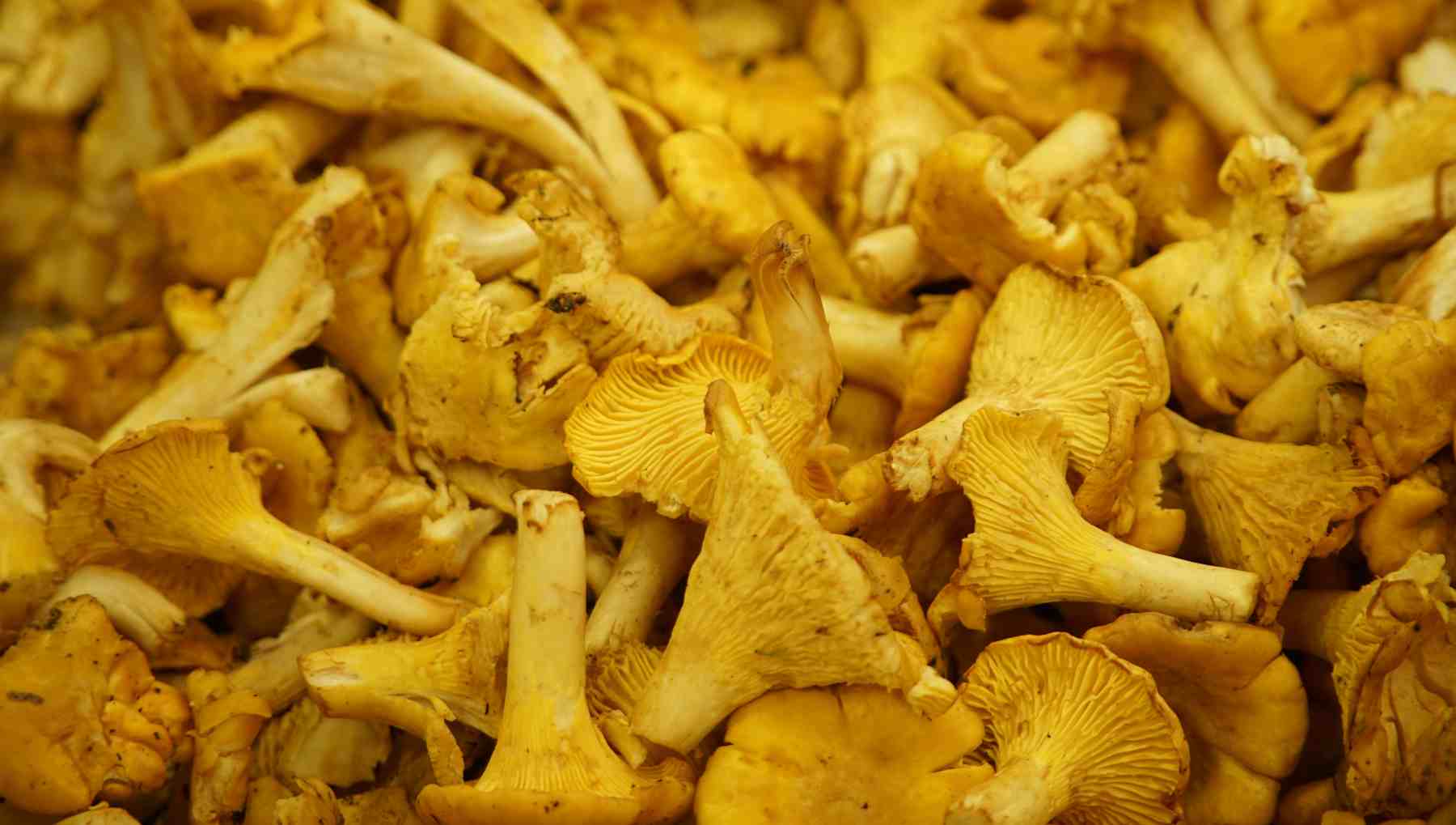 Chantarelas salteadas.