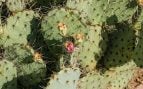 Planta, flora, curiosidades