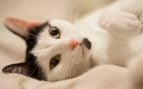 Un gato tumbado boca arriba sobre una manta. Foto: freestockcenter / Freepik.