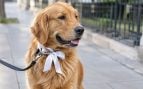 Perro, animales, mascotas