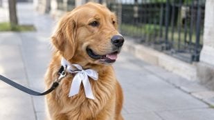 Perro, animales, mascotas