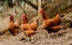 gallinas granja