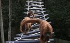 Monos aulladores cruzan un puente artificial en el Parque Estatal Fuentes del Ipiranga, en São Paulo. Foto: Secretaría de Infraestructura y Medio Ambiente del Estado de São Paulo (SEMIL).