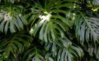Monstera deliciosa