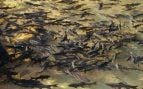 Peces nadando. Foto: Freepik - @tirachard