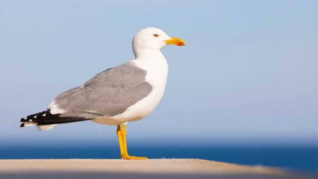 Gaviota patiamarilla Larus michahellis
