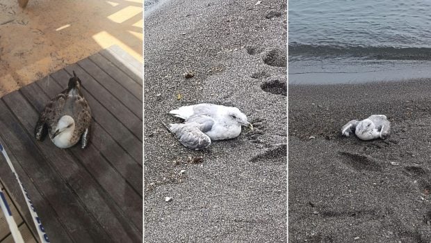 intoxicación gaviotas ceuta playa trampolín
