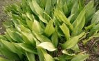 Plantas, flora, curiosidades