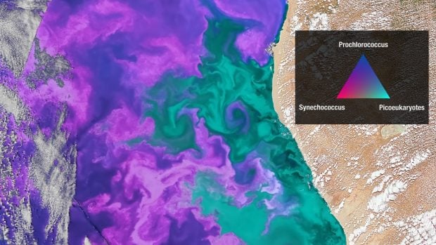 Floración de fitoplancton en la corriente de Benguela, frente a la costa occidental del sur de África. Fuente: NASA.