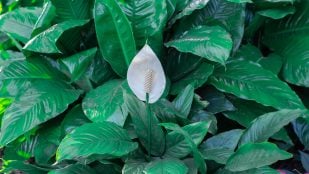 Planta espatifilium con su flor