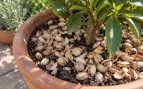 Maceta, jardín, planta, trucos