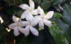Planta, flora, curiosidades