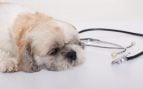 Perros, animales, mascotas
