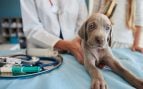 Veterinario, animales, mascotas