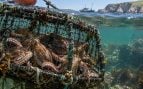 Pulpo, animales, especies, naturaleza
