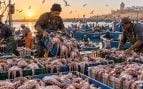 Pulpos, animales, Marruecos