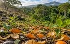 Costa Rica recupera bosques con cáscaras de naranja, reforestación en Costa Rica con residuos orgánicos, residuos orgánicos en Costa Rica.