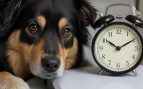 Perro hora