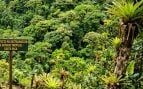 Bosques tropicales, reforestación, naturaleza