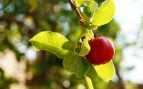 árbol vitamina C