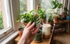 plantas tienen las puntas de las hojas marrones