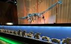 primer diplodocus que se conoce fuera de Norteamérica