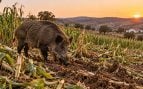 jabalí, cultivo, animales